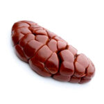 Cow Kidney