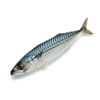 Mackerel 1KG
