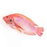 Red Tilapia
