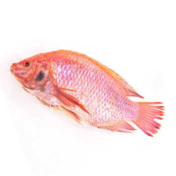 Red Tilapia /Oreochromis aureus 1KG